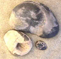 Sample Photo of local petrified wood found on the beach at Newport